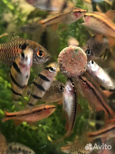 Аквариумная рыба