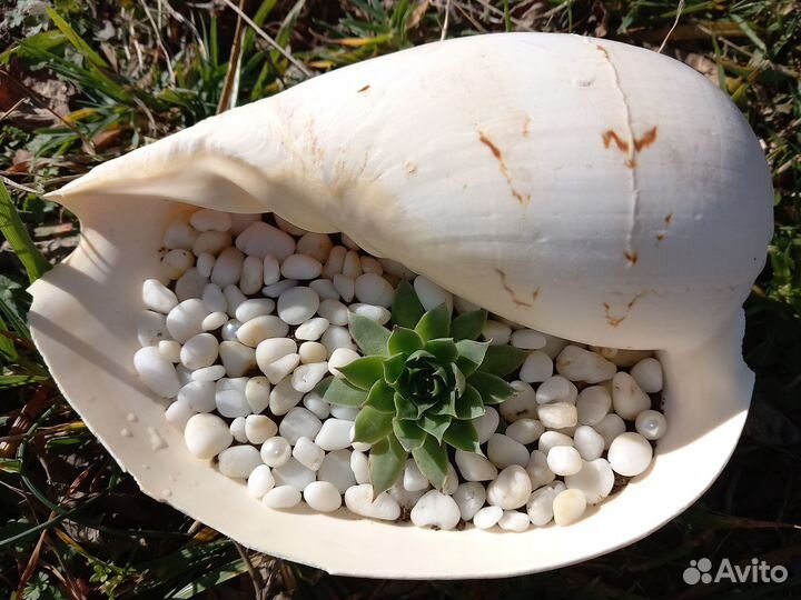 Флорариум в ракушке