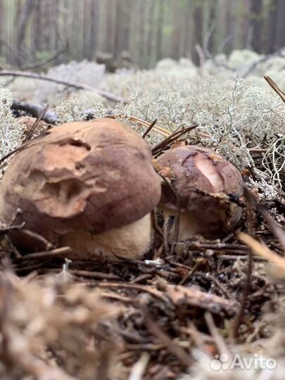 Сухие белые грибы