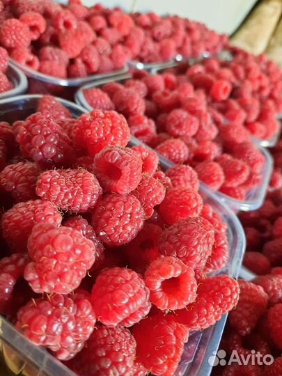 Ремонтантная полька