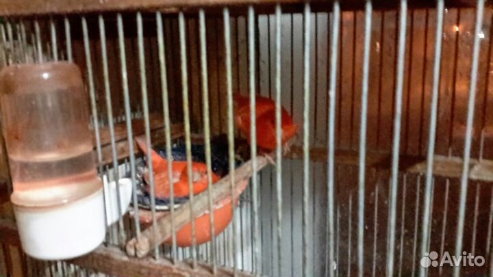 Канарейки красные интенсив и шемель крупной породы