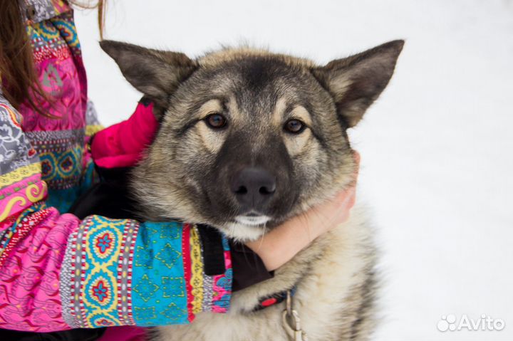 Пес Мартин в добрые руки