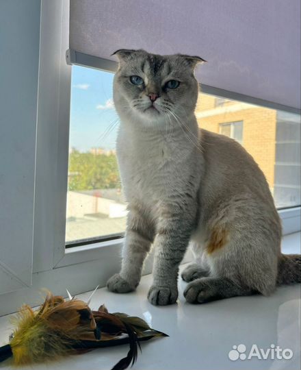 Кошка в добрые руки