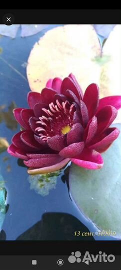 Нимфеи сортовые