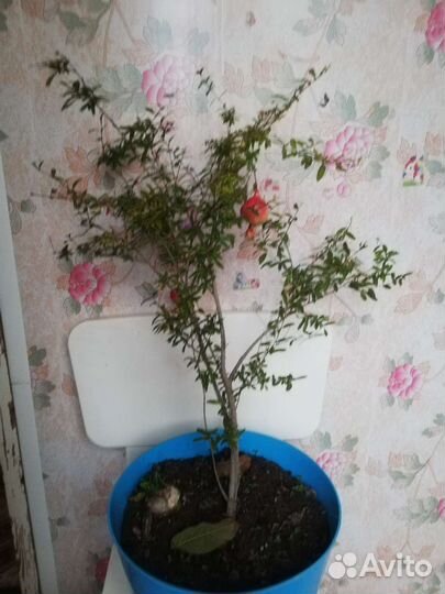 Гранат домашний