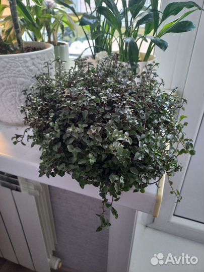 Каллизия Крибо