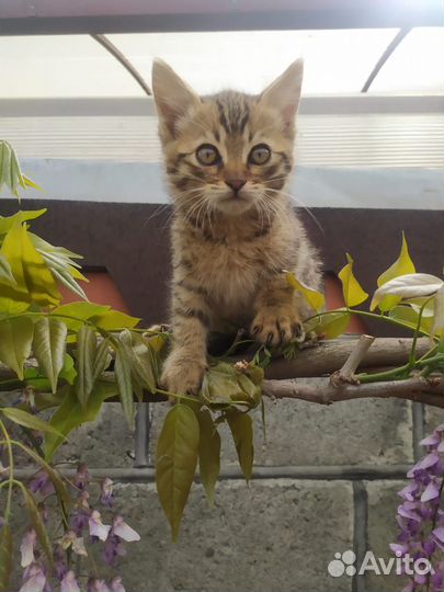 Домашние животные котята