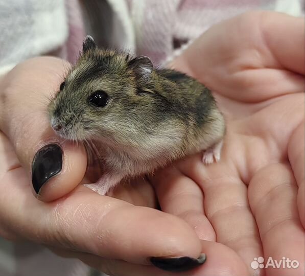 Джунгарский хомяк