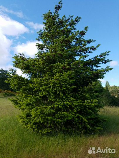 Пихта дугласова Высота от 300см