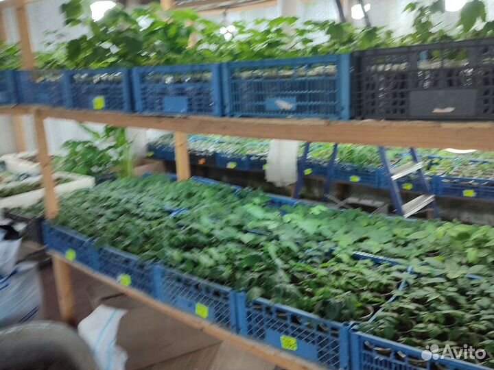 Рассада Малины и Ежевики