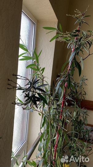 Олеандр цветущий