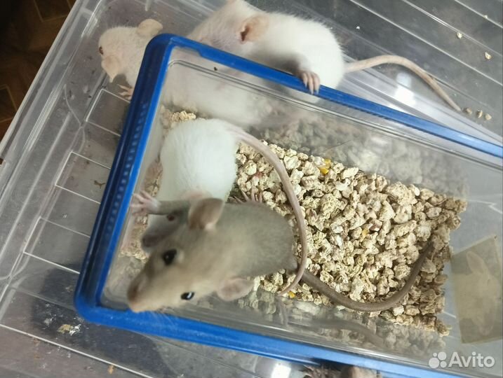 Крысята разные