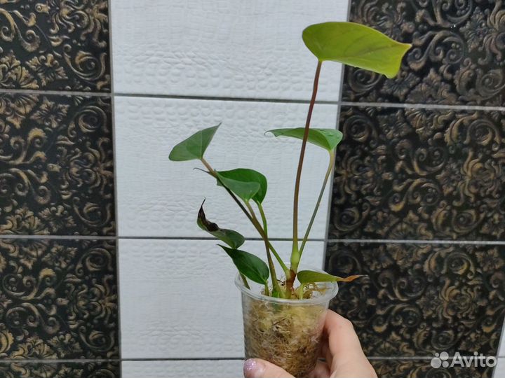 Антуриумы сортовые и другие комнатные цветы