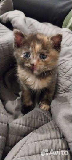 Котенок в дар бесплатно