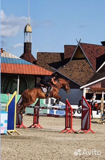 Конный спорт Конкур Выездка