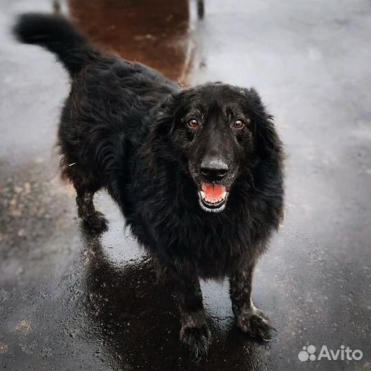 Взрослый Фред из приюта