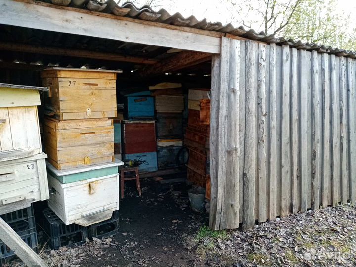 Продам пасеку