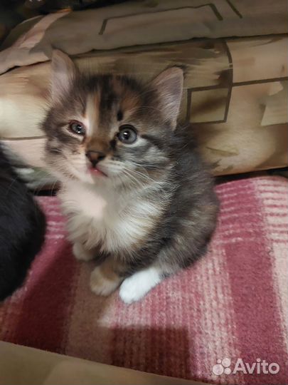 Пушистое чудо