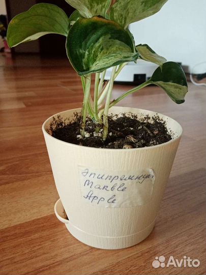 Эпипремиум М. Apple