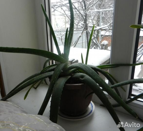 Алоэ (столетник) лекарственный