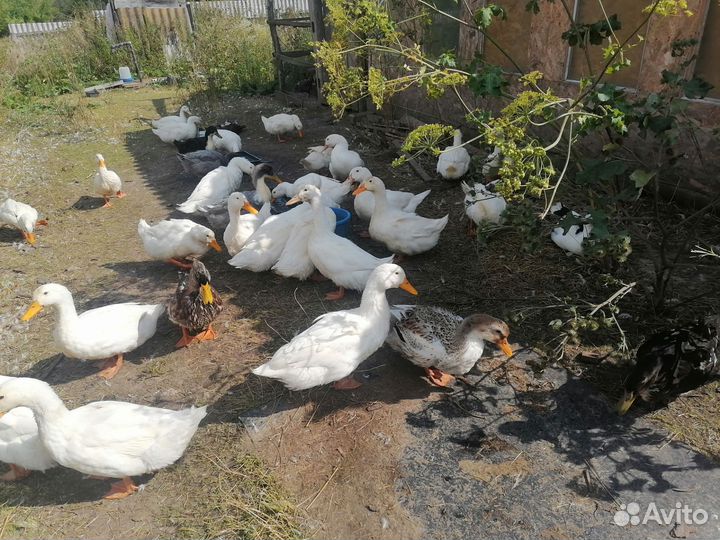 Продаю уток