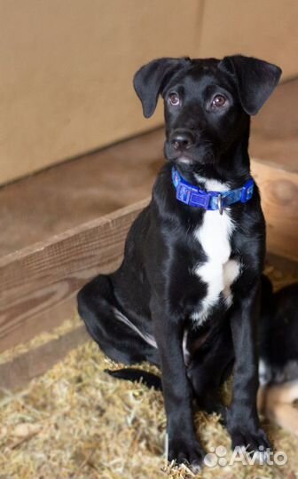 Ищет дом щенок не крупной Собачки Тилли