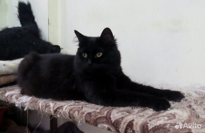 Ника - активная пантера в добрые ручки