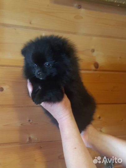 Щенки померанского шпица