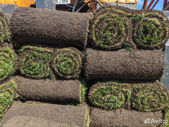 Спортивный газон. Футбольный газон