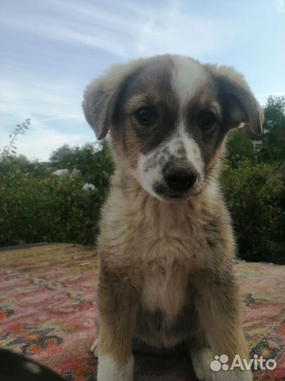 Собака в добрые руки щенок