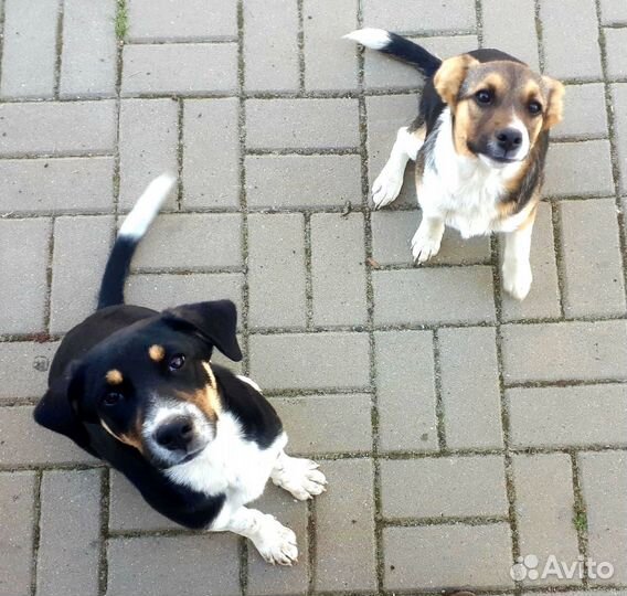 Щеночки-девочки 4 месяца