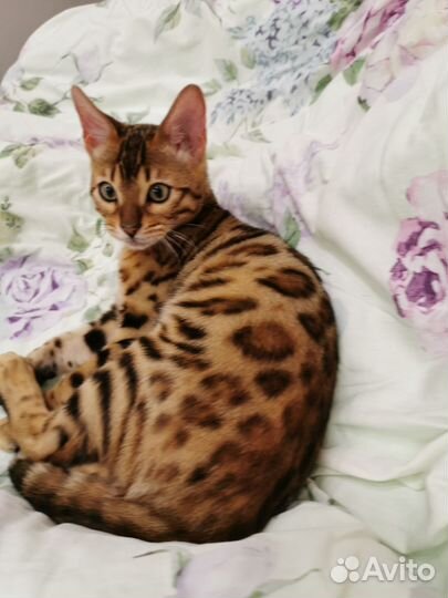 Бенгальский кот