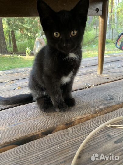 Черный котенок