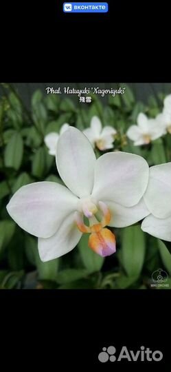 Орхидея Hatuyuki 'Nagoriyuki'