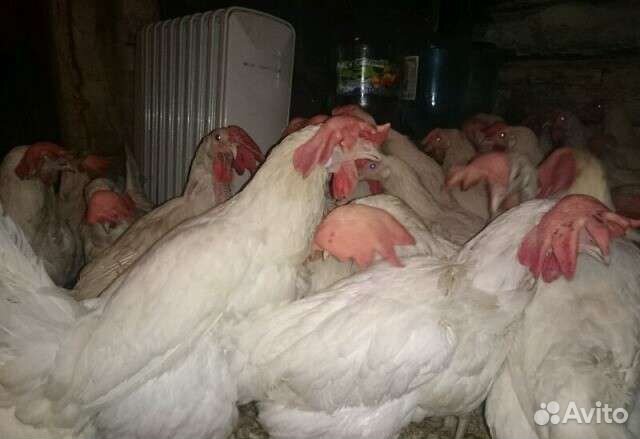 Куры несушки
