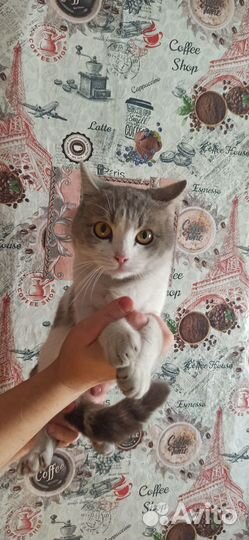 Отдам в добрые руки