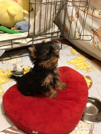 Щенки Йорка