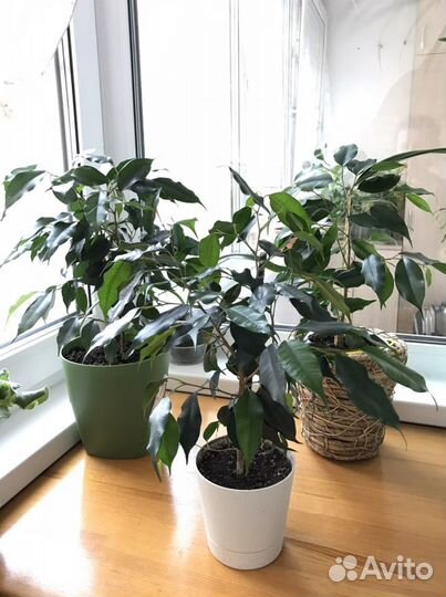 Фикус Бенджамина