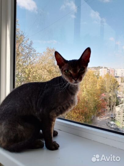 Кошка сфинкс браш