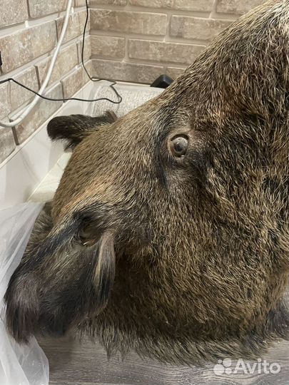 Чучело головы кабана