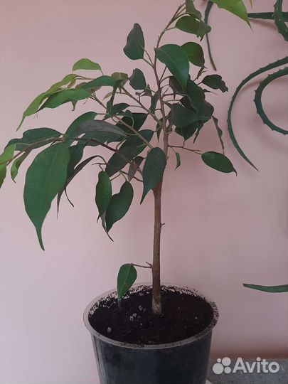 Фикус бенджамина