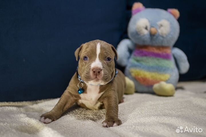 Щенки Булли