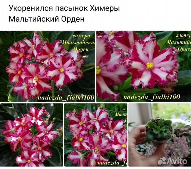 Фиалки сортовые