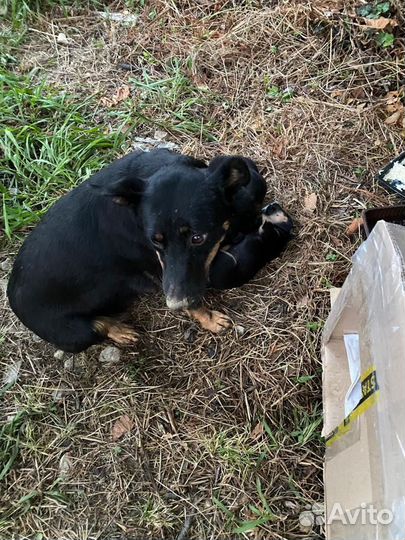 Щенок в добрые руки бесплатно