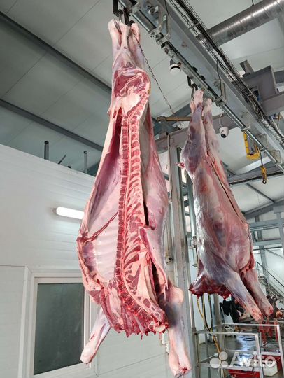 Мясо говядина, баранина-халяль, казы