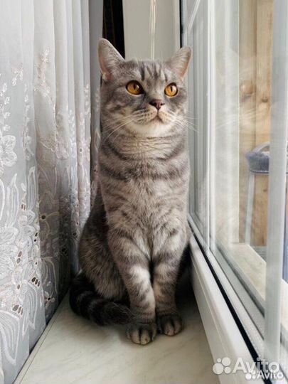 Отдам бесплатно кота в добрые руки