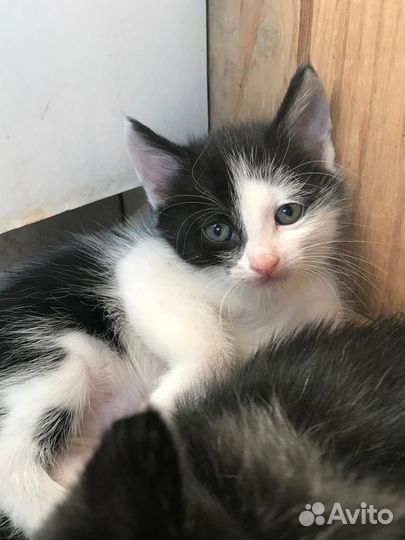 Котята в добрые руки приучены к лотку