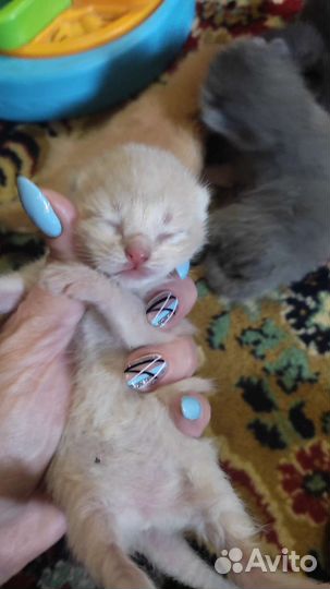 Кошка в дар