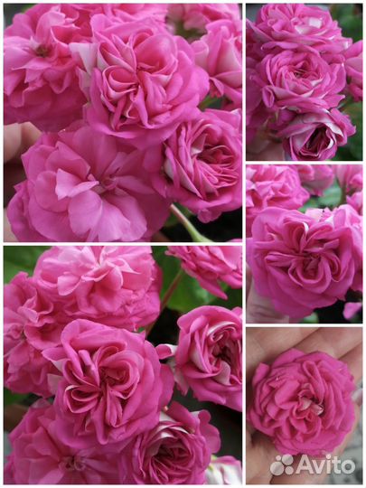 Акционный набор пеларгоний