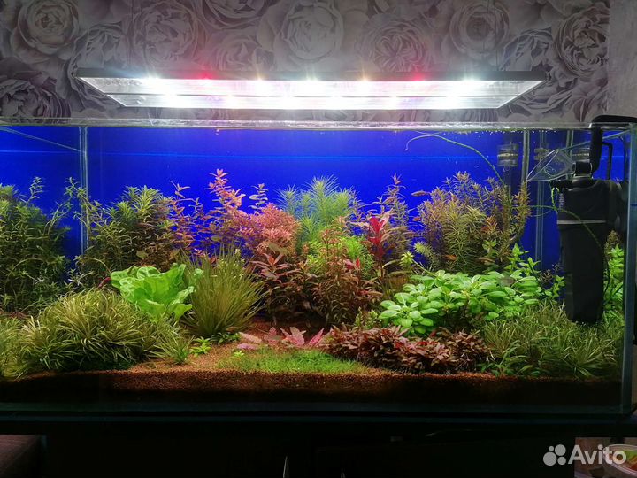 Аквариум